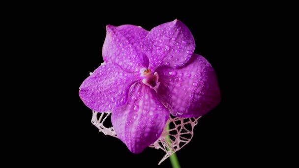 One Purple Orchid Flower Dew Drops Petals Sways Black Background — Vídeo de Stock