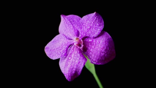 One Purple Orchid Flower Dew Drops Petals Sways Black Background — Video