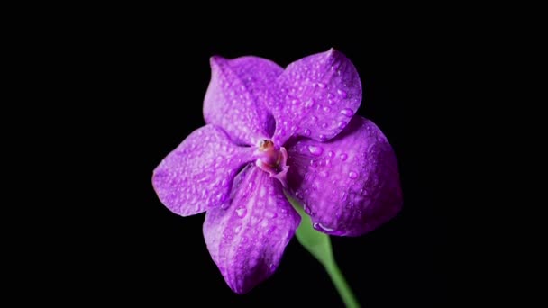 Siyah Arkaplan Yapraklardaki Dew Drops Bir Mor Orkide Çiçeği Yakın — Stok video