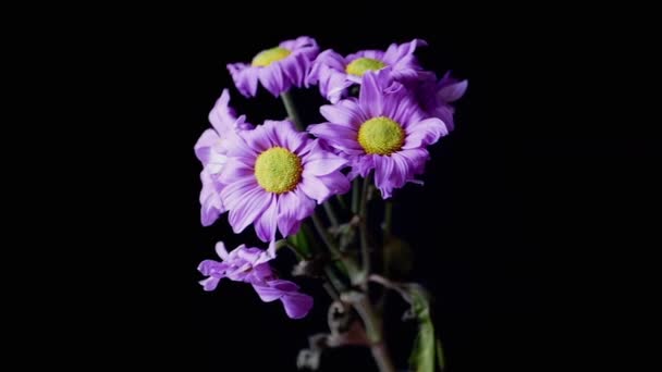 Withered Bouquet Purple Camomiles Sways Isolated Black Background Close Vibrant — Stockvideo