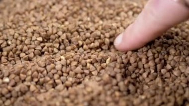 Farmer Hands Touching the Harvest of Raw Harvested Grains of Buckwheat. Close-up. Grain check. Brown granules and buckwheat particles pour into a pile of buckwheat. Healthy organic food. Texture.