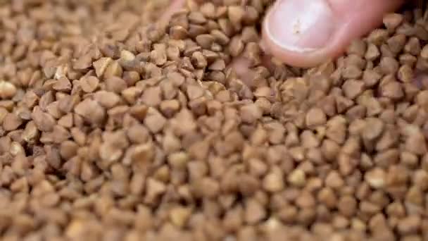 Bauernhände Berühren Die Ernte Roh Geernteter Buchweizenkörner Nahaufnahme Getreidekontrolle Braune — Stockvideo