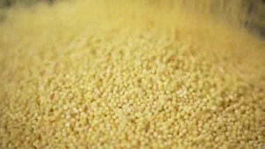 Yellow Grains of Millet Groats Fall into a Pile of Millet, Fill the Background. Close up. Slow motion. Stream of falling small round granules, particles. Couscous. Texture. Food background. Sunlight.