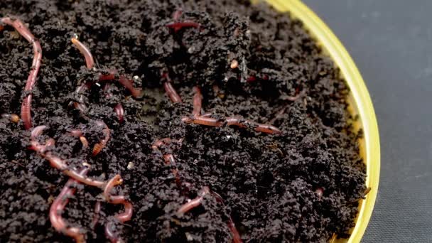 将爬行的红蚯蚓关在黑色背景下隔离的黑土中 慢动作蚯蚓在盘子里的湿堆肥中扭动的蚯蚓群钓虫小红虫肥沃土地的疏松 — 图库视频影像