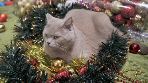 クリスマスの装飾やクリスマスのおもちゃで遊ぶ遊び心のある国内猫 最上階だ ふわふわの灰色の英国の猫の嗅ぎ 歯でガーランドをかむ 床にビーズ クリスマスの背景 ペットゲーム — ストック動画