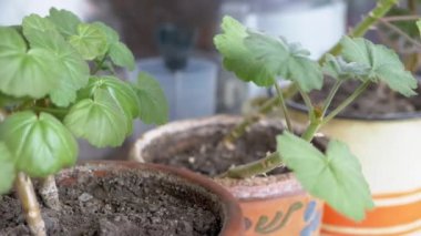 Geranium, Pelargonium 'un genç çiçek tohumları Windowsill' deki saksılarda. Güneş ışığı altında bir odada genç yeşil yapraklarla sardunya filizleri yetişiyor. İlaç bitkileri. Bahçıvanlık.