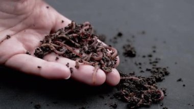 Kadın Elleri Kucağında Kırmızı Solucanlar Islak Kara Toprakta Sürünüyor. Ağır çekim. Islak gübre içinde kıvranan bir grup solucan. Balık solucanları. İzole edilmiş siyah arka plan. İnsan eli. Tarım.