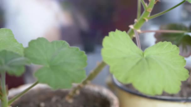 ゼラニウムの若い花の苗 PelargoniumはWindowsillのフラワーポットにあります 太陽の光の下で部屋に若い緑の葉を持つゼラニウムの芽が成長しています 薬用植物 — ストック動画