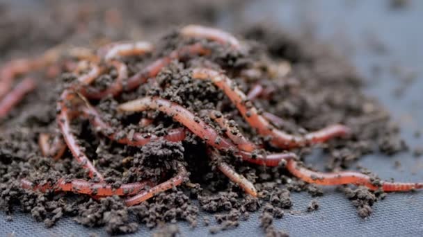 Close Kruipende Rode Aardwormen Zwarte Bodem Geïsoleerd Zwarte Achtergrond Langzame — Stockvideo