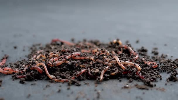 黒い背景に隔離された黒い土壌の赤いミミズを這うのを閉じます スローモーション 湿った堆肥中のワームを耕すグループ 魚の虫 赤い虫デンドロバエナ 肥沃な土壌を緩めます — ストック動画