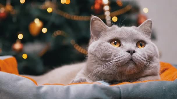 ふわふわ英国の猫は フリッカーライトの背景にある柔らかいベッドで休んでいます 顔を閉じてください 緑色の目をした疲れ猫が動きを見て見上げます クリスマスツリーの背景がぼやけています ペット — ストック動画