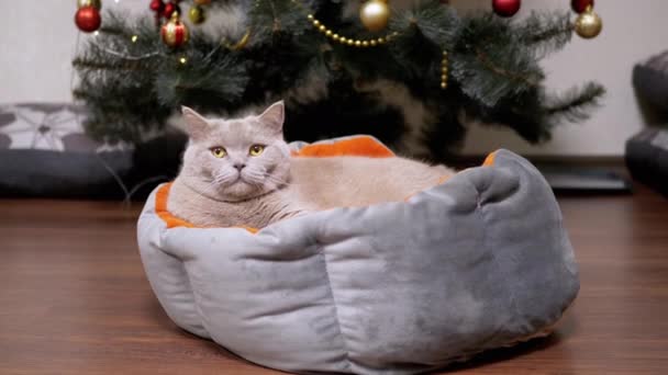 ふわふわ英国の猫クリスマスツリーの背景にある柔らかいベッドで休んでください 緑の目の疲れ眠そうな猫が動きを見て見上げます ちらつきのある光の背景 — ストック動画