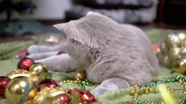 Oyuncak Kedi Noel süsleri ve Noel Oyuncaklarıyla Oynuyor. Arkadan bak. Yumuşak bir halıda dinlenen tüylü gri İngiliz kedisi. Noel arkaplanı, dağınık boncuklar, yerde toplar. Kapat..