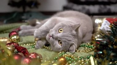 Oyuncak Kedi Noel süsleri ve Noel Oyuncaklarıyla Oynuyor. Yumuşak bir halının üzerine uzanmış tüylü gri İngiliz kedisi çelenklerin, boncukların, yerdeki topların yanına uzanmış. Dinlen. Noel arkaplanı.