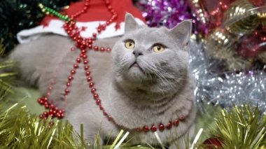 Bir yığın Noel süslemesi ve Noel ağacı oyuncağında oturan tüylü kedi. Kapatın. Noel arkaplanındaki gri safkan İngiliz kedisinin portresi. Evcil hayvanlar, süsler, ev dekorasyonu. Yavaş çekim.