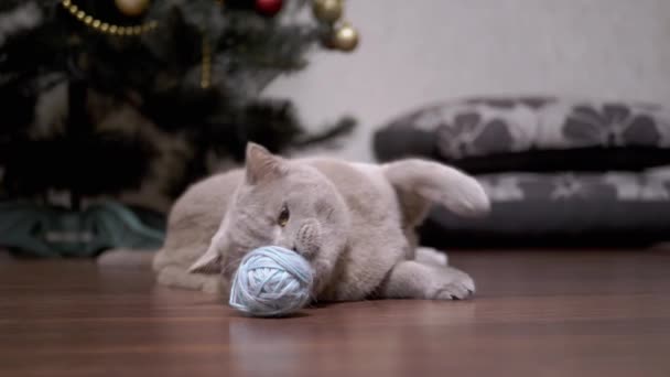 遊び心のある面白い灰色の国内猫は床の上にウールの糸のボールで遊ぶ ふわふわの純英国猫が床に横たわっており クリスマスツリーのぼやけた背景に部屋で遊んでいます ペット — ストック動画