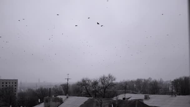 Flock Svarta Fåglar Flyga Himlen Ovanför Trädtopparna Och Taket Gamla — Stockvideo