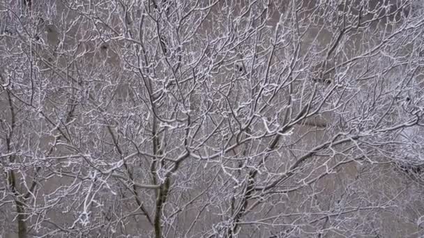 Ramos Árvores Cobertos Com Neve Branca Fofa Quintal Uma Casa — Vídeo de Stock