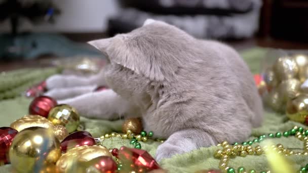 爱玩的家猫玩圣诞装饰品和圣诞玩具 后视镜毛茸茸的灰英国猫躺在柔软的地毯上 圣诞背景 散落的珠子 地板上的球 靠近点 — 图库视频影像