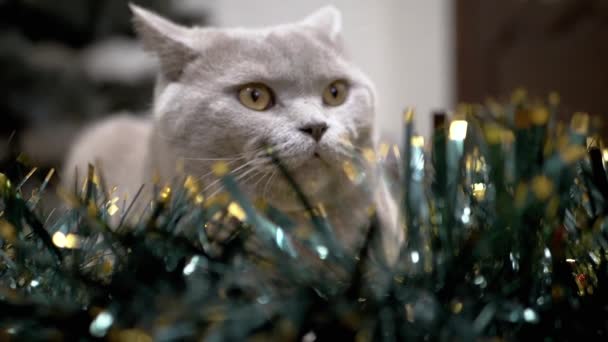 害怕的躲猫猫藏在圣诞装饰 地板上的一个花园 一只害怕的英国猫的画像 它的眼睛睁得大大的 看着圣诞节的背景 来自蓬松的花环的圣诞装饰 — 图库视频影像