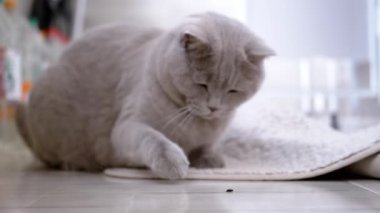 Meraklı Kedi Yerde Bir Odada Küçük Sürünen Böcekle Oynuyor. Oyuncu İngiliz safkan gri kedisi bir böceği izliyor, kokluyor, avlanıyor. Hayvan davranışları. Bulanık arkaplan.