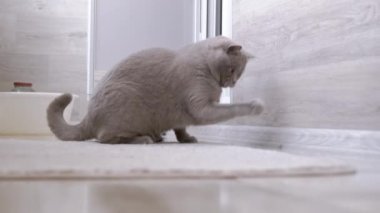 Meraklı Kedi Yerde Bir Odada Küçük Uçan Böcekle Oynuyor. Oyuncu İngiliz safkan gri kedisi bir böceği izliyor, pençeleriyle sineği yakalıyor, kokluyor, avlanıyor. Hayvan davranışları.