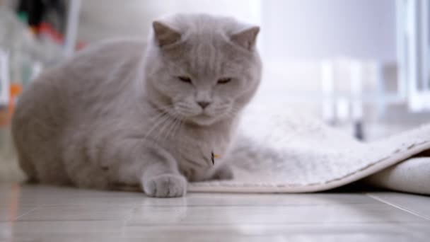 호기심많은 고양이는 바닥에 방에서 날아다니는 딱정벌레와 장난을 좋아하는 영국의 복슬복슬 — 비디오