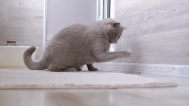 호기심많은 고양이는 바닥에 방에서 날아다니는 딱정벌레와 장난을 좋아하는 영국의 복슬복슬 — 비디오
