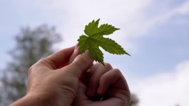 Male and Woman Hands Hold Green Maple Leaf Together and Pull it Up to the Sky. Happy couple in love touch fingers and palms. Blurred background of clouds. Sunset. Sunbeam. Nature. Freedom. New life.