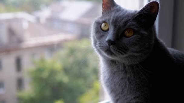 Большой Серый Британский Кот Сидящий Подоконнике Смотрящий Окно Улице Скучная — стоковое видео