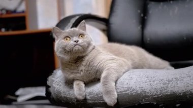 Sleepy Gray Fluffy Pofuduk Kedi Pençelerle Tırmalanmış Eski Kol Sandalyesinde Yatar. Yorgun bir İskoç safkan kedi yavrusu dinleniyor, etrafa bakıyor, yukarı, yukarı. Sandalyedeki deri zarar görmüş. Hayvan yaşam tarzı alışkanlıkları.