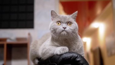 Şirin Gri Kabarık Evcil Kedi Pençelerle Tırmalanmış Eski Kol Sandalyesinde Yatar. Meraklı, yorgun, safkan bir İngiliz kedisi dinleniyor, kameraya bakıyor, odadaki hareketi izliyor. Hayvan yaşam tarzı alışkanlıkları.