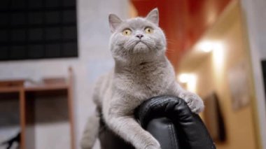 Şirin Gri Kabarık Evcil Kedi Pençelerle Tırmalanmış Eski Kol Sandalyesinde Yatar. Meraklı, yorgun, safkan bir İngiliz kedisi dinleniyor, kameraya bakıyor, odadaki hareketi izliyor. Hayvan yaşam tarzı alışkanlıkları.