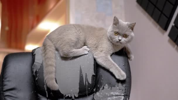 喜怒无常的灰绒绒家猫坐在被法律损坏的皮革扶手椅上 好奇而顽皮的英国猫咪在房间里一把刮破的椅子上玩耍 家庭内部 宠物的生活方式 有害的习惯 — 图库视频影像