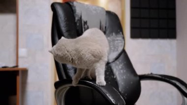 Pofuduk Gri Ev Kedisi Pençelerden Tırmalanmış Kol Sandalyesinde Oynuyor. Meraklı safkan İngiliz kedisi zıplayan, Hasarlı deri sandalyede yürüyen. Hayvan yaşam tarzı, zararlı alışkanlıklar. 4K.