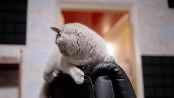 Sleepy Gray Fluffy Domestic Cat Encuentra Viejo Sillón Rayado Por — Vídeo de stock