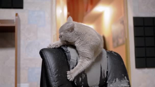 毛绒绒灰家猫舔毛毛 在扶手椅上玩耍 抓破了爪 好奇而顽皮的英国猫咪在房间里的破皮椅上玩耍 宠物的生活方式 有害的习惯 — 图库视频影像