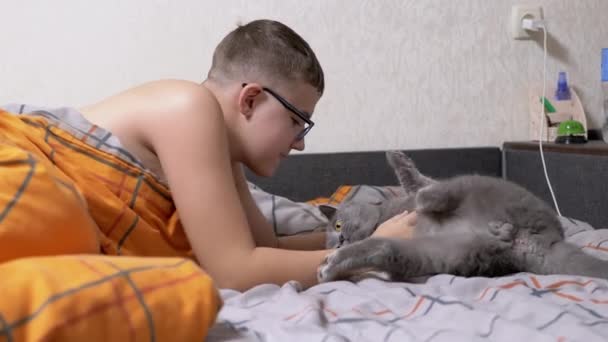 Glückliches Kind Brille Das Mit Einer Grauen Hauskatze Bett Auf — Stockvideo