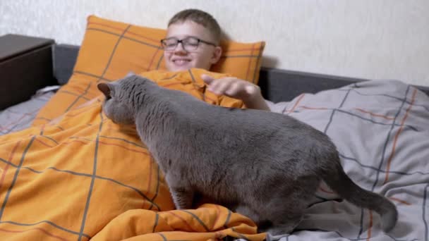 Bambino Sorridente Occhiali Che Gioca Con Gatto Domestico Grigio Letto — Video Stock