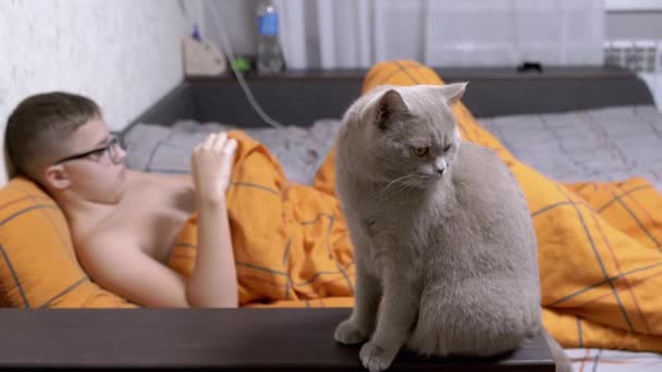 Graue Hauskatze Sitzt Auf Einem Sofa Vor Dem Hintergrund Eines — Stockvideo