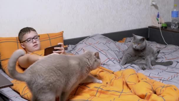 眼鏡の子 手にスマートフォンで 毛布の上にベッドで猫を撫でる 携帯電話で映画を見ている疲れた少年は 手で2匹のふわふわの猫と休んで遊んでいます 部屋のペットゲーム — ストック動画