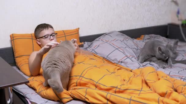 Kind Brille Smartphone Der Hand Streichelt Eine Katze Bett Auf — Stockvideo