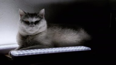 Gri tüylü evcil kedi Masadaki Parlayan LED Lambaların yanında dinleniyor. Sevimli uykucu hayvan karanlık bir odada uyuyakalır. Elektriği kesin. Işık kaydetme modu. Gizemli bir atmosfer. - Savaş. Evcil hayvanlar.