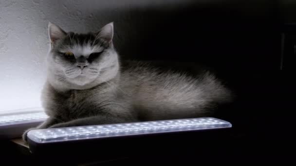 Gray Fluffy Domestic Cat Resting Glowing Led Lamps Table Adorable — 비디오