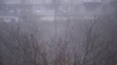 Çok katlı binaların avlusundaki Şiddetli Kar yağışlı Pencere manzarası. Yapraksız ağaçların, sisin, evlerin arka planında yağan kar taneleri, kar ve kar fırtınaları. Spot. Görüş mesafesi düşük.