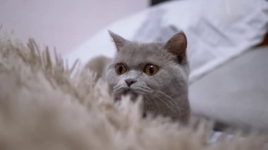 Gri tüylü kedi yün battaniyenin arkasına saklanıyor ve pusudan atlıyor. Kapatın. Gri tüylü, yeşil gözlü kedi yavrusu hareketi izliyor. Doku, arka plan. İçeride. Evcil hayvan oyunları.