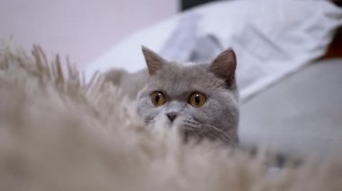 Ürkmüş Gri Yumuşak Kedi Yünlü Battaniyenin Arkasında Saklanıyor, Tuzak 'tan izliyor. Kapatın. Gri tüylü, yeşil gözlü kedi yavrusu hareketi izliyor. Doku, arka plan. İçeride. Evcil hayvanlar.