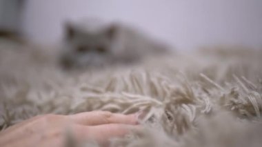 Yakın plan, Bej Fleecy Halı Üzerinde Kedi Oynayan Kadın El. Arka plan bulanık. Pusuda bekleyen tüylü bir kedi yavrusu etrafta sinsice dolaşıyor, bir hostesin hareket eden elini izliyor. Doku, uzun yığın. Evcil hayvan oyunları.