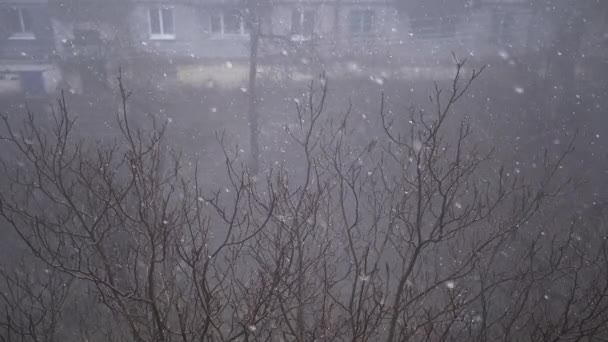 从窗户看多层建筑物庭院中的大雪 飘落的雪花 雪和暴风雪映衬着无叶的树木 能见度低 — 图库视频影像