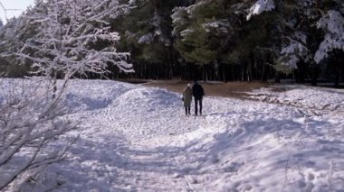 Âşık Bir Çift Kış Ormanı 'nda, Düşmüş Kar' da Yürür. Arkadan bak. Erkek ve dişi çam ağacında yürümekten zevk alır. Akrabalık. Arkadaşlık. Güzel kış manzarası. Kar yağışı. Hafta Sonu.